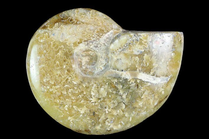 Polished, Agatized Ammonite (Cleoniceras) - Madagascar #119027